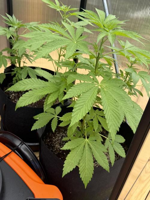 Tropic Gem Texas Green House Grow. Week 5
