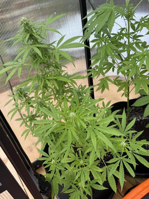 Tropic Gem Texas Green House Grow. Week 6