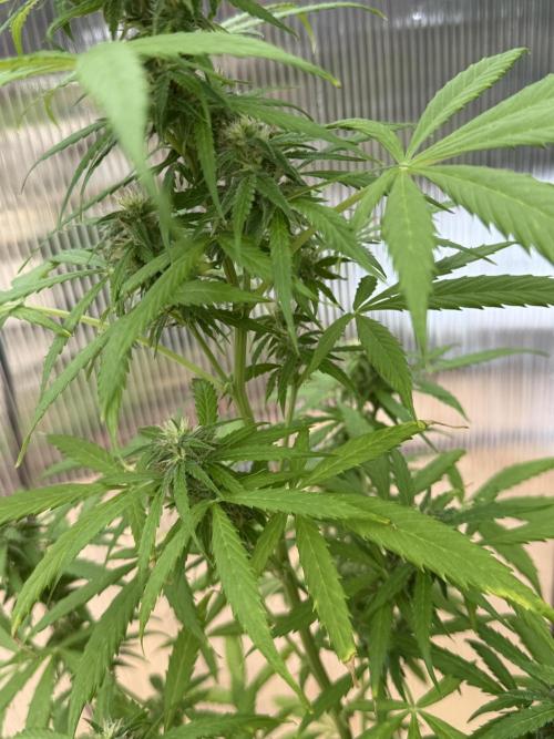 Tropic Gem Texas Green House Grow. Week 6