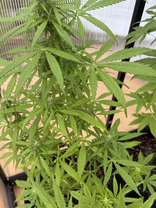 Tropic Gem Texas Green House Grow. Week 6