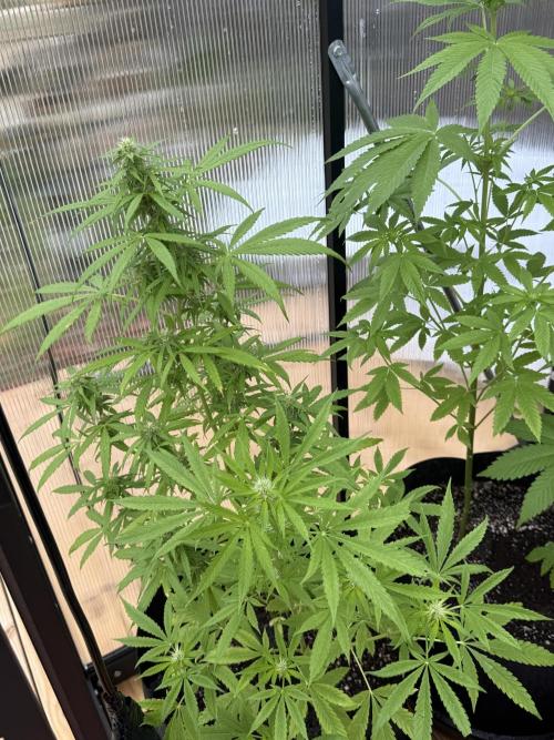 Tropic Gem Texas Green House Grow. Week 6