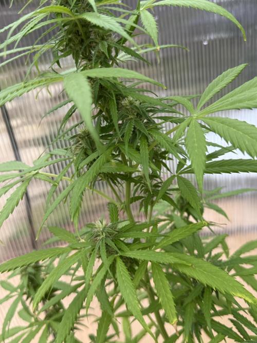 Tropic Gem Texas Green House Grow. Week 6