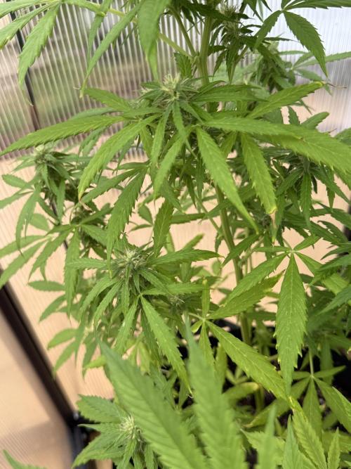 Tropic Gem Texas Green House Grow. Week 6