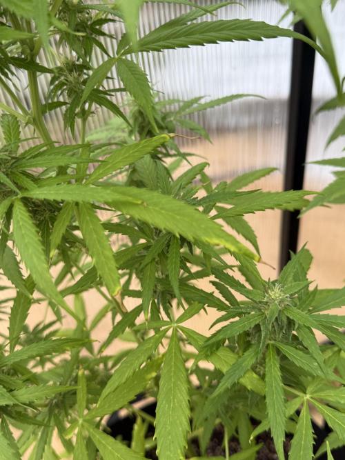 Tropic Gem Texas Green House Grow. Week 6
