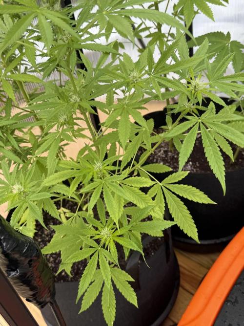 Tropic Gem Texas Green House Grow. Week 6