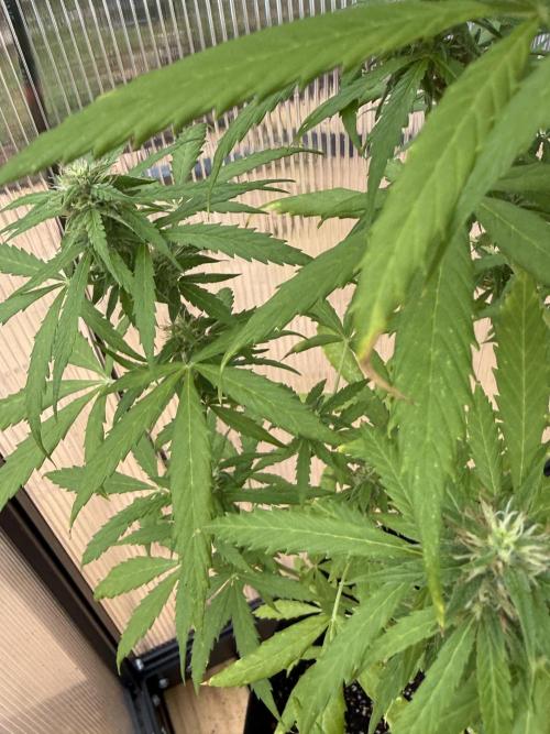 Tropic Gem Texas Green House Grow. Week 6