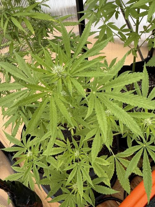 Tropic Gem Texas Green House Grow. Week 6