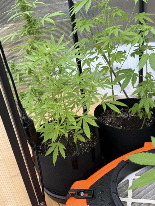 Tropic Gem Texas Green House Grow. Week 6