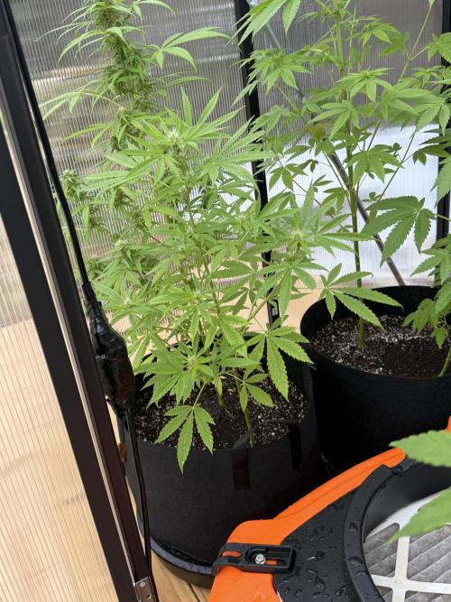 Tropic Gem Texas Green House Grow. Week 6