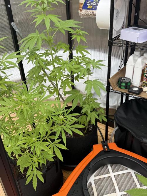 Tropic Gem Texas Green House Grow. Week 6
