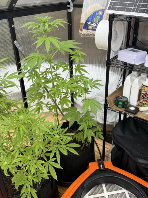 Tropic Gem Texas Green House Grow. Week 6