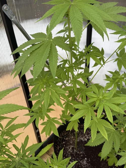 Tropic Gem Texas Green House Grow. Week 6