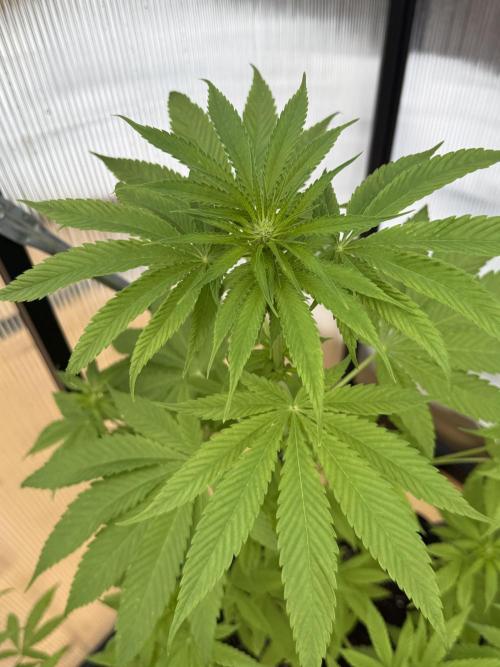 Tropic Gem Texas Green House Grow. Week 6