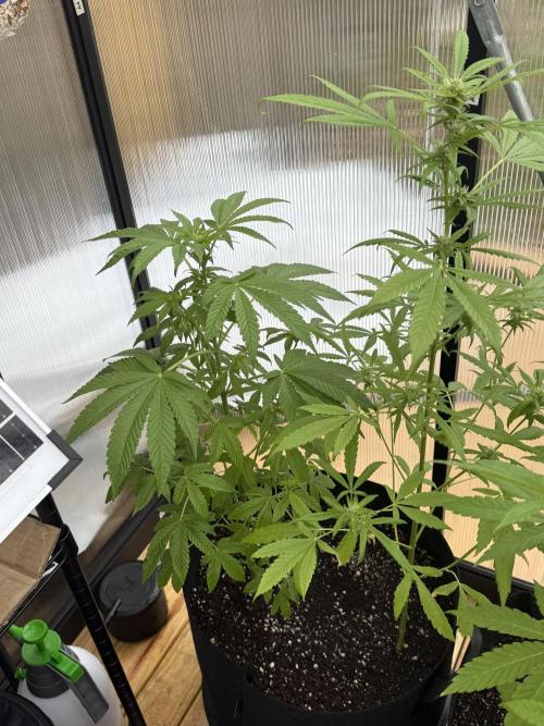 Tropic Gem Texas Green House Grow. Week 6