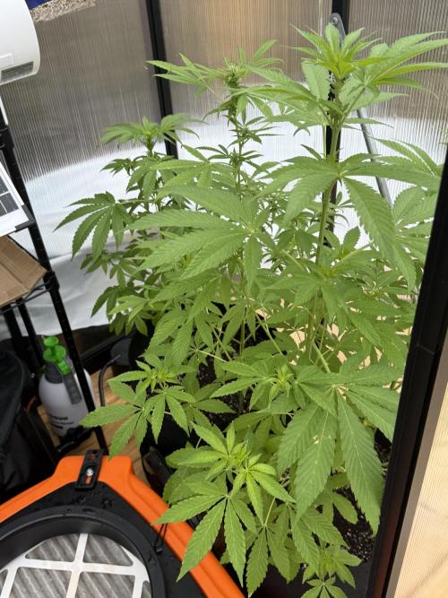 Tropic Gem Texas Green House Grow. Week 6