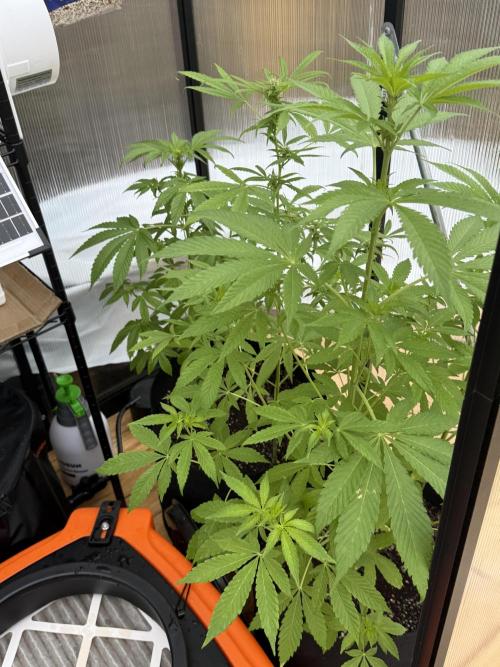 Tropic Gem Texas Green House Grow. Week 6