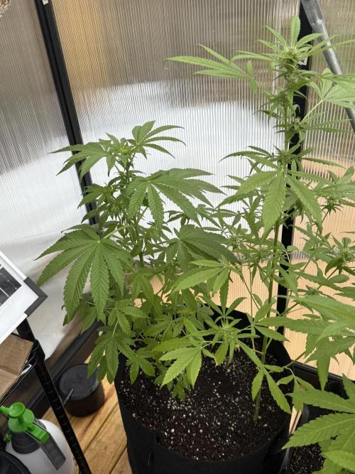 Tropic Gem Texas Green House Grow. Week 6