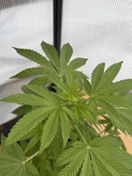 Tropic Gem Texas Green House Grow. Week 6