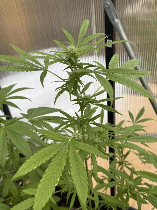 Tropic Gem Texas Green House Grow. Week 6