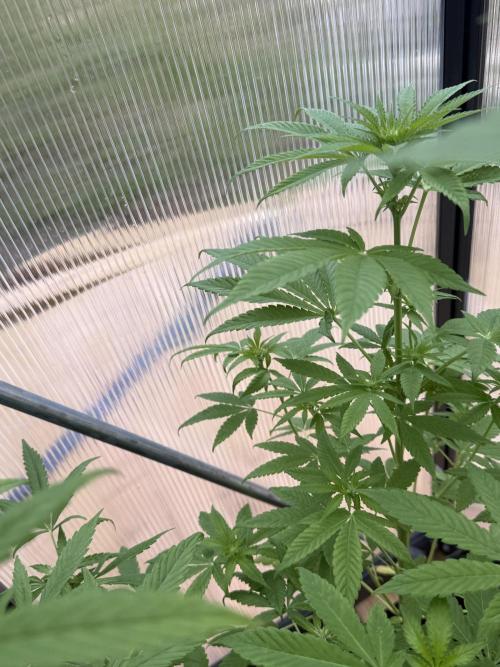 Tropic Gem Texas Green House Grow. Week 6