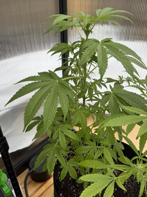Tropic Gem Texas Green House Grow. Week 6