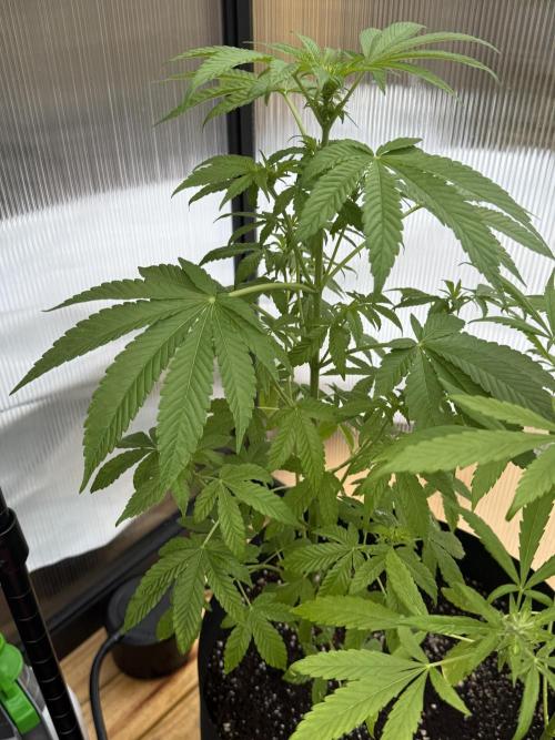 Tropic Gem Texas Green House Grow. Week 6