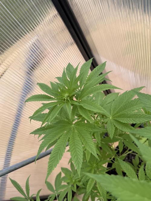 Tropic Gem Texas Green House Grow. Week 6