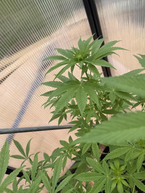 Tropic Gem Texas Green House Grow. Week 6