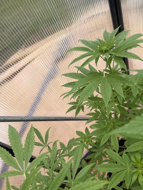 Tropic Gem Texas Green House Grow. Week 6