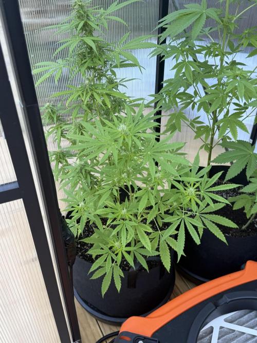 Tropic Gem Texas Green House Grow. Week 7