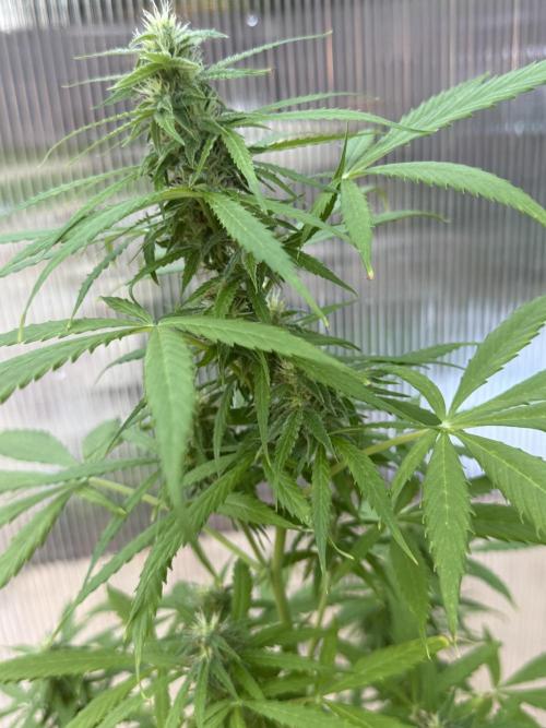Tropic Gem Texas Green House Grow. Week 7