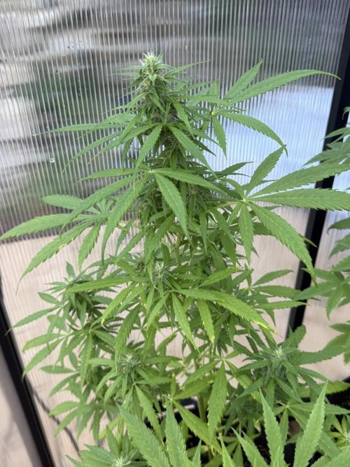 Tropic Gem Texas Green House Grow. Week 7