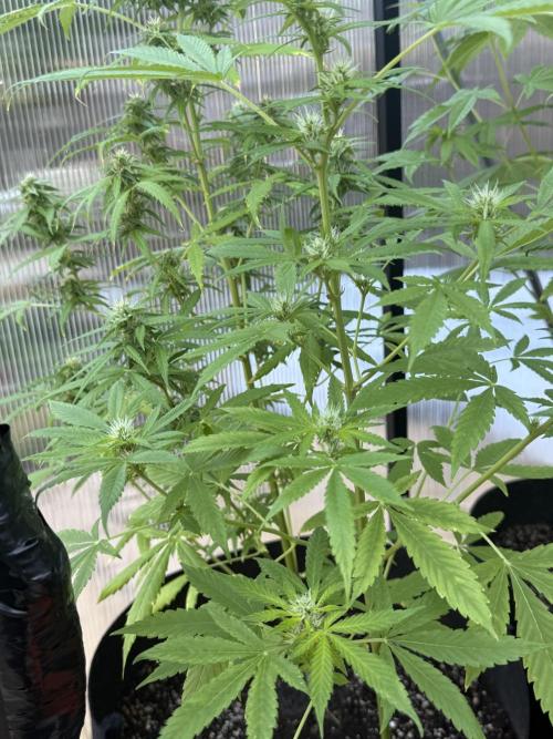 Tropic Gem Texas Green House Grow. Week 7
