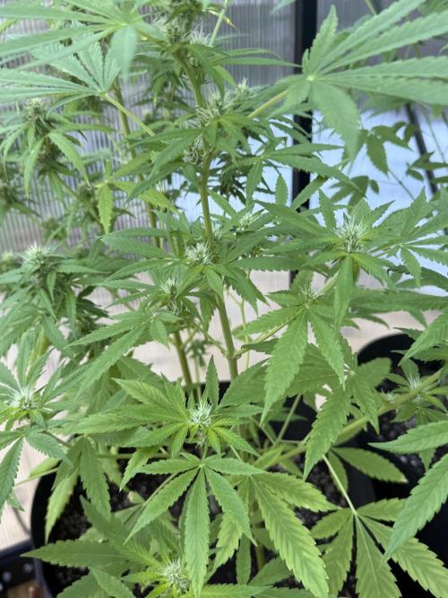 Tropic Gem Texas Green House Grow. Week 7
