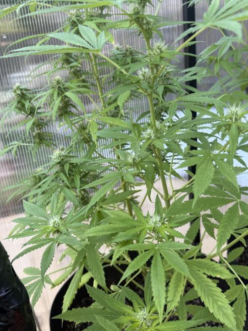Tropic Gem Texas Green House Grow. Week 7
