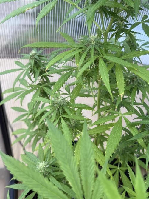 Tropic Gem Texas Green House Grow. Week 7