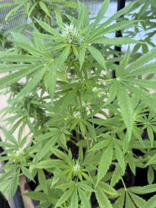 Tropic Gem Texas Green House Grow. Week 7