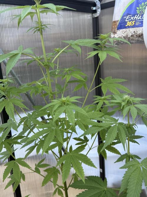 Tropic Gem Texas Green House Grow. Week 7