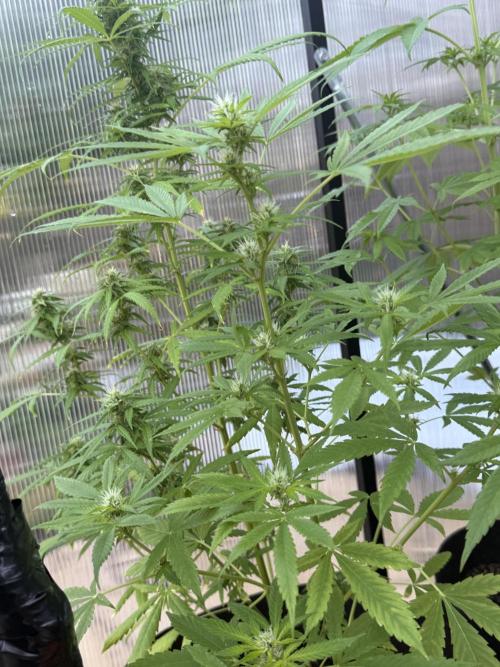 Tropic Gem Texas Green House Grow. Week 7