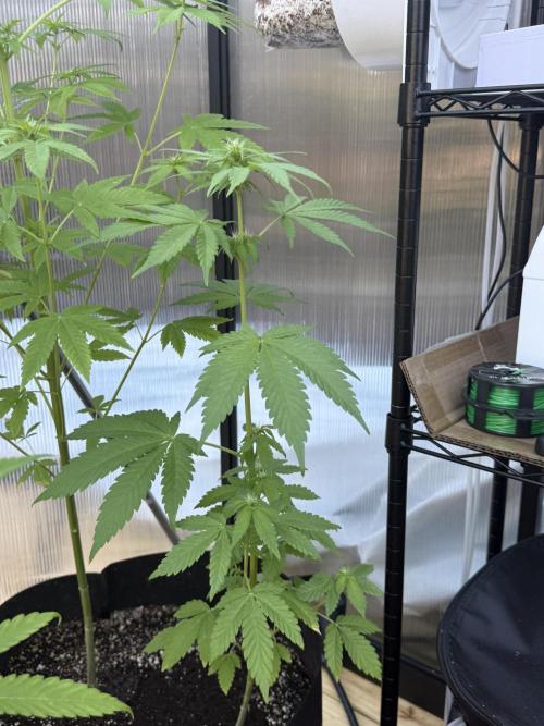 Tropic Gem Texas Green House Grow. Week 7