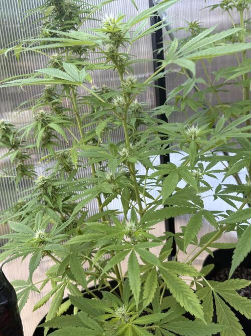 Tropic Gem Texas Green House Grow. Week 7