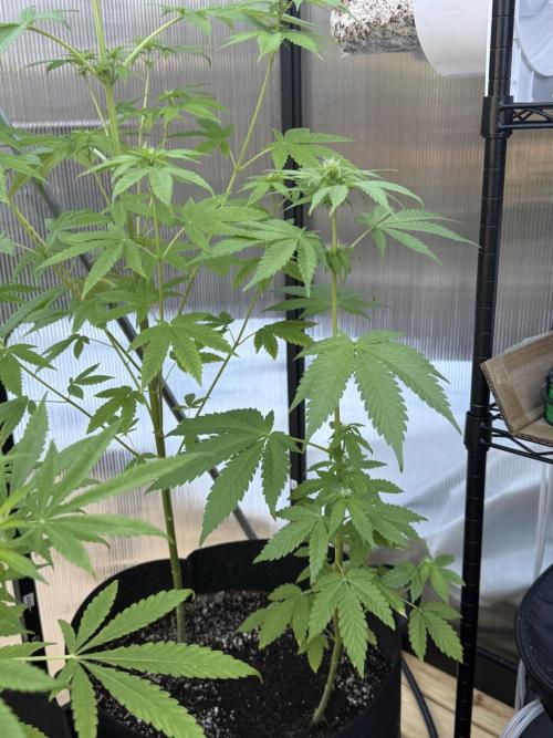 Tropic Gem Texas Green House Grow. Week 7