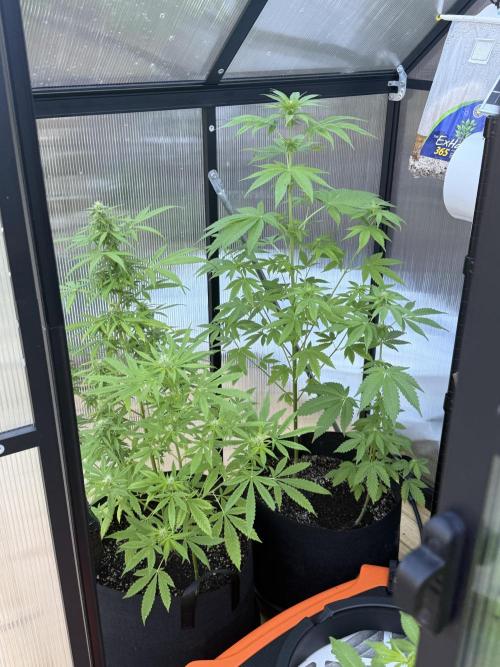 Tropic Gem Texas Green House Grow. Week 7