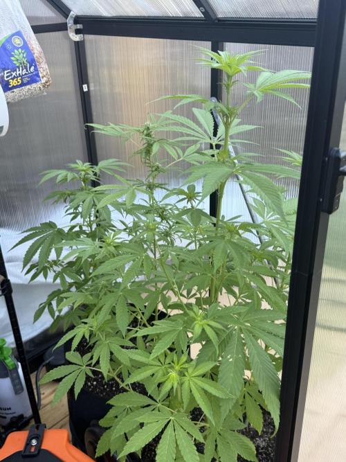 Tropic Gem Texas Green House Grow. Week 7