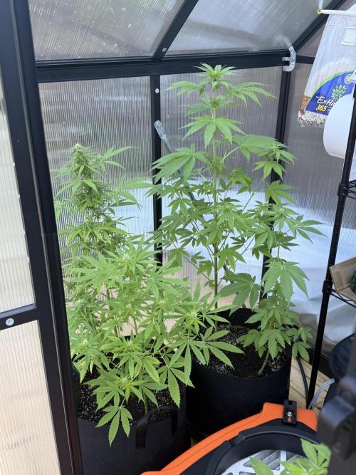 Tropic Gem Texas Green House Grow. Week 7