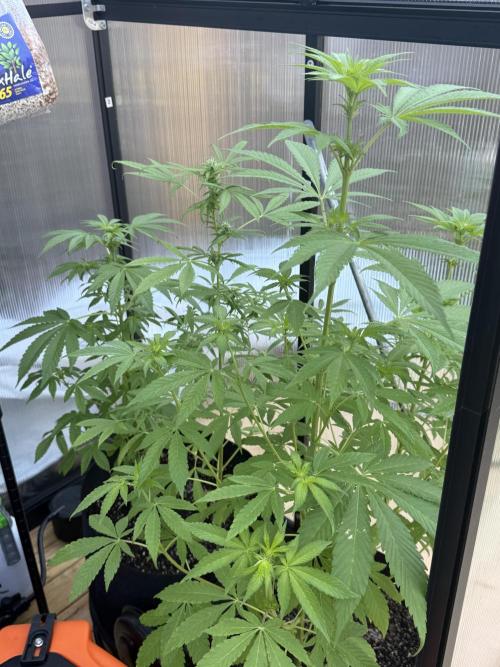 Tropic Gem Texas Green House Grow. Week 7