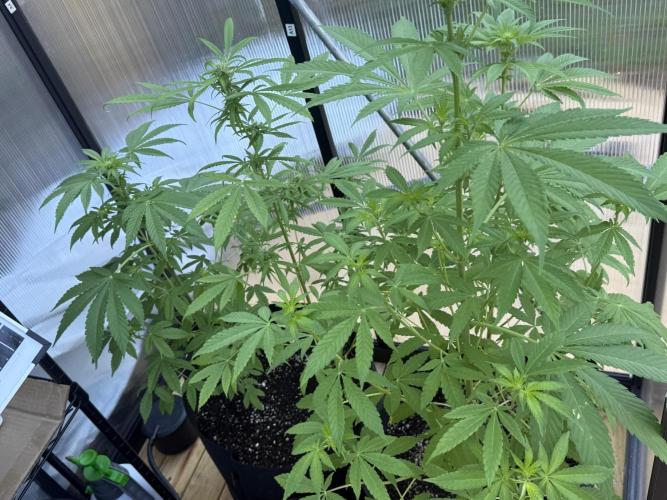 Tropic Gem Texas Green House Grow. Week 7