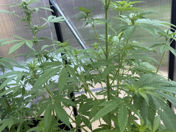 Tropic Gem Texas Green House Grow. Week 7