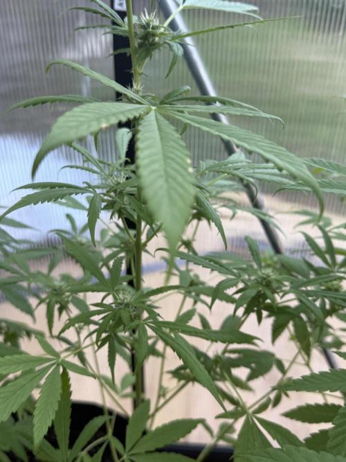 Tropic Gem Texas Green House Grow. Week 7