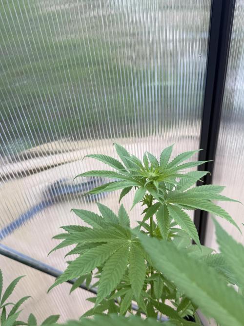Tropic Gem Texas Green House Grow. Week 7